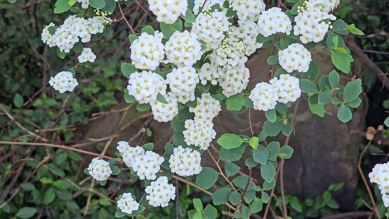 Blooming white spiraea shrub moves vigorously in wind – springtime nature scene
