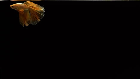 Vibrant-and-colourful-Siamese-fighting-fish-Betta-splendens,-also-known-as-Thai-Fighting-Fish-or-betta,-a-popular-aquarium-fish-in-super-slow-motion-on-black-background