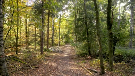 Aerial-drone-vibrant-beauty-of-autumn-in-a-European-mixed-forest:-sun-rays-peeking-through-branches,-golden-leaves-fluttering-on-trees,-serene-woodland-ambience,-view-of-the-changing-season