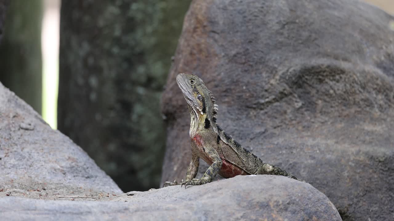 A lizard sunning itself on a warm stone