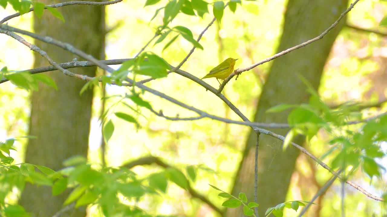 Tiny yellow warbler flying off into the forrest surrounded by fresh green leaves on a sunny day