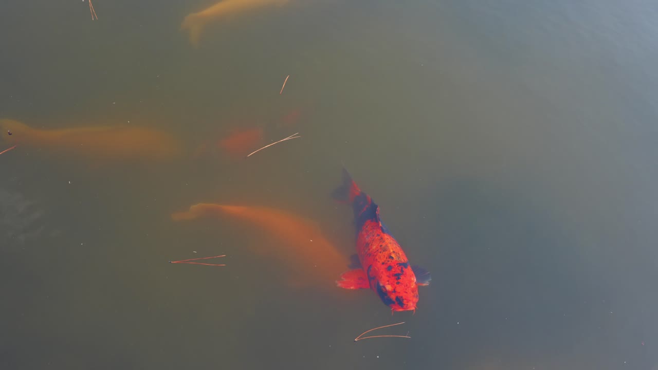 Vibrant koi fish moving slowly in a traditional Japanese pond