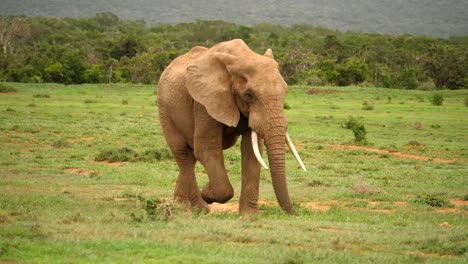 large elephant happily walking across grassland swinging trunk and tail