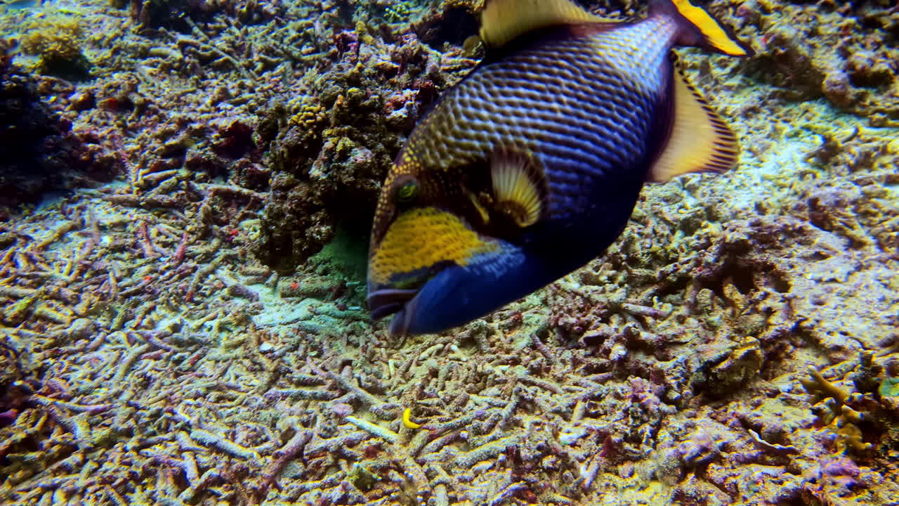 A large and colorful Titan Triggerfish, a powerful reef fish, is captured in detailed close-up as it forages on a coral debris field on the tropical ocean floor