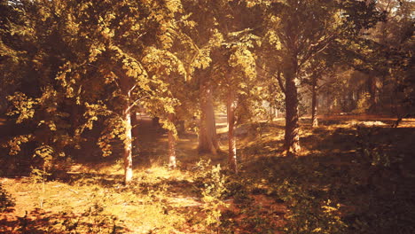 el sol brilla a través de los árboles en el bosque