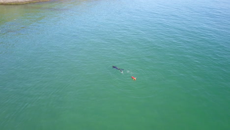 drone flight, over swimmer diving and fishing in buzios, brazil