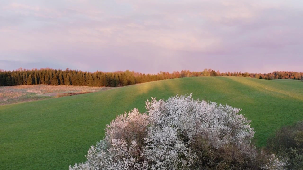 Albero bianco in fiore su dolci colline verdi in un paesaggio rurale panoramico al tramonto. Vista aerea con drone