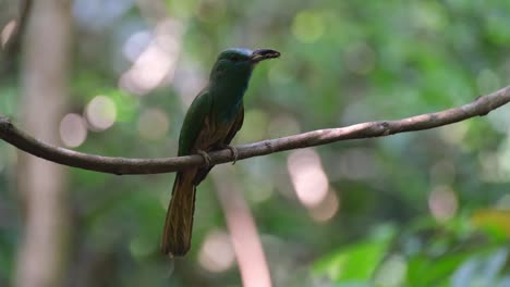 with food in the mouth it calls and then flies towards its nest, blue-bearded bee-eater nyctyornis athertoni, thailand