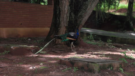 pájaro pavo real deambulando por el vecindario en la comunidad brasileña