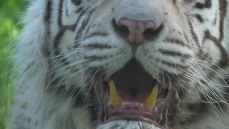 extreme closeup of white bengal tiger mouth breathing - slow motion