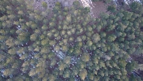 top down aerial view flying forward during sunset in winter with snow patches and pine forest in madrid, spain
