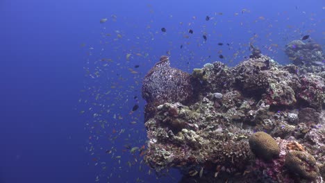 drifting-along-tropical-coral-reef-with-deep-blue-ocean