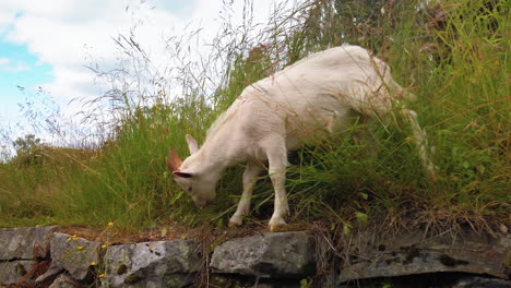 Close-up-at-a-baby-goat-walking-through-the-high-grass