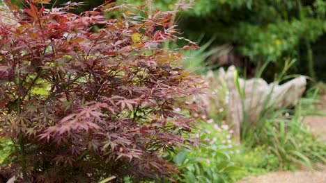 acer palmatum in a tranquil garden setting