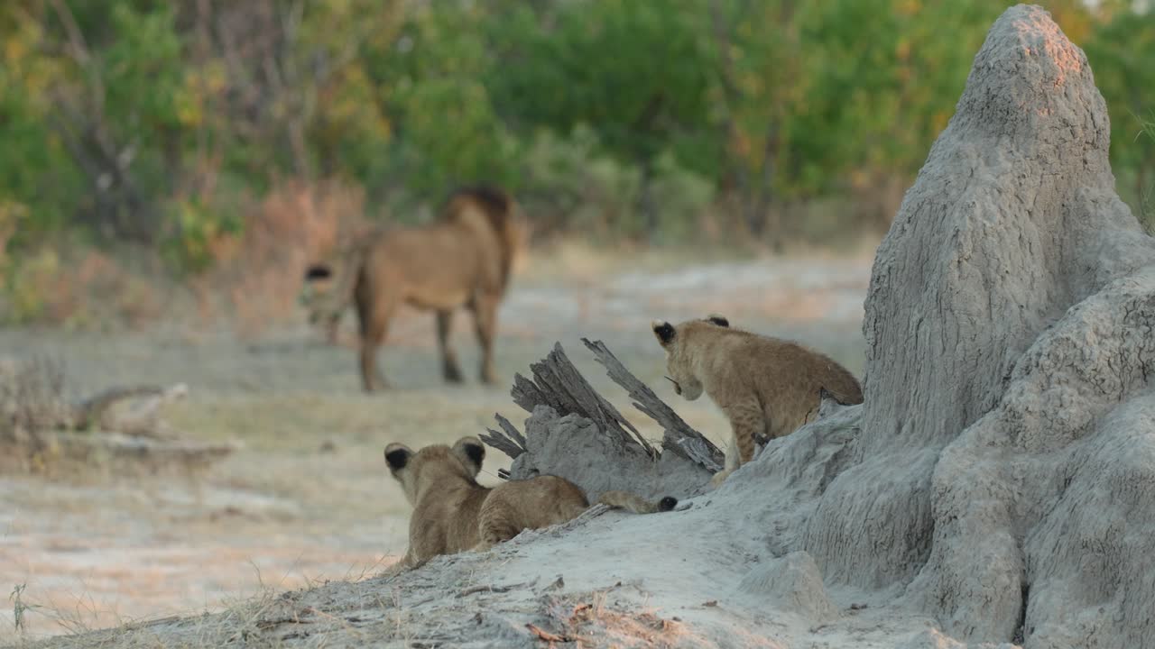 Due cuccioli di leone sdraiati su un termitaio che guardano il loro padre in piedi sullo sfondo, Botswana