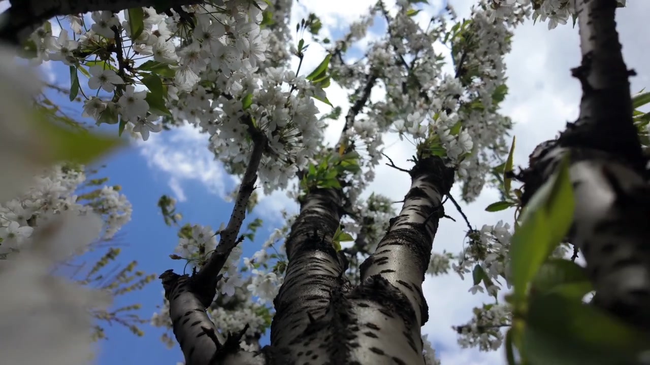 Low angle view of a flowering tree covered in clusters of white blossoms against a blue sky with scattered clouds