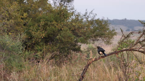 Pájaro-Estornino-Blanco-Y-Negro-Posado-En-La-Rama-De-Un-árbol-De-Acacia