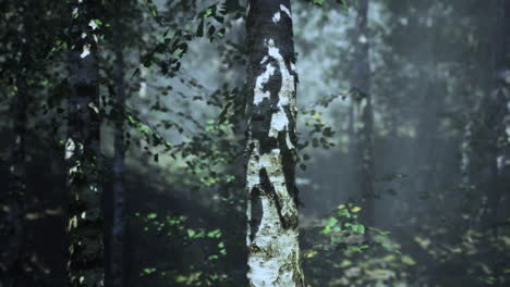 a misty birch forest