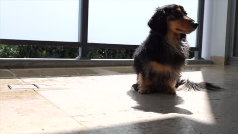 Flauschiger-Dackel-Beim-Sonnenbaden-Auf-Dem-Balkon-Der-Wohnung