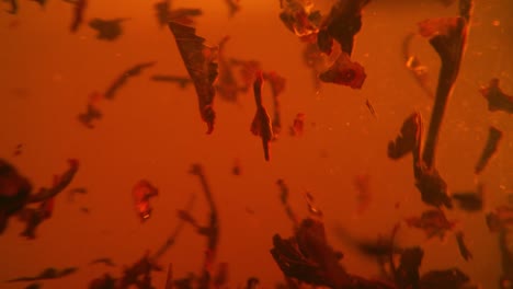 las hojas de té negro flotan en una taza giratoria transparente. macro cámara lenta del proceso de elaboración de hierbas.