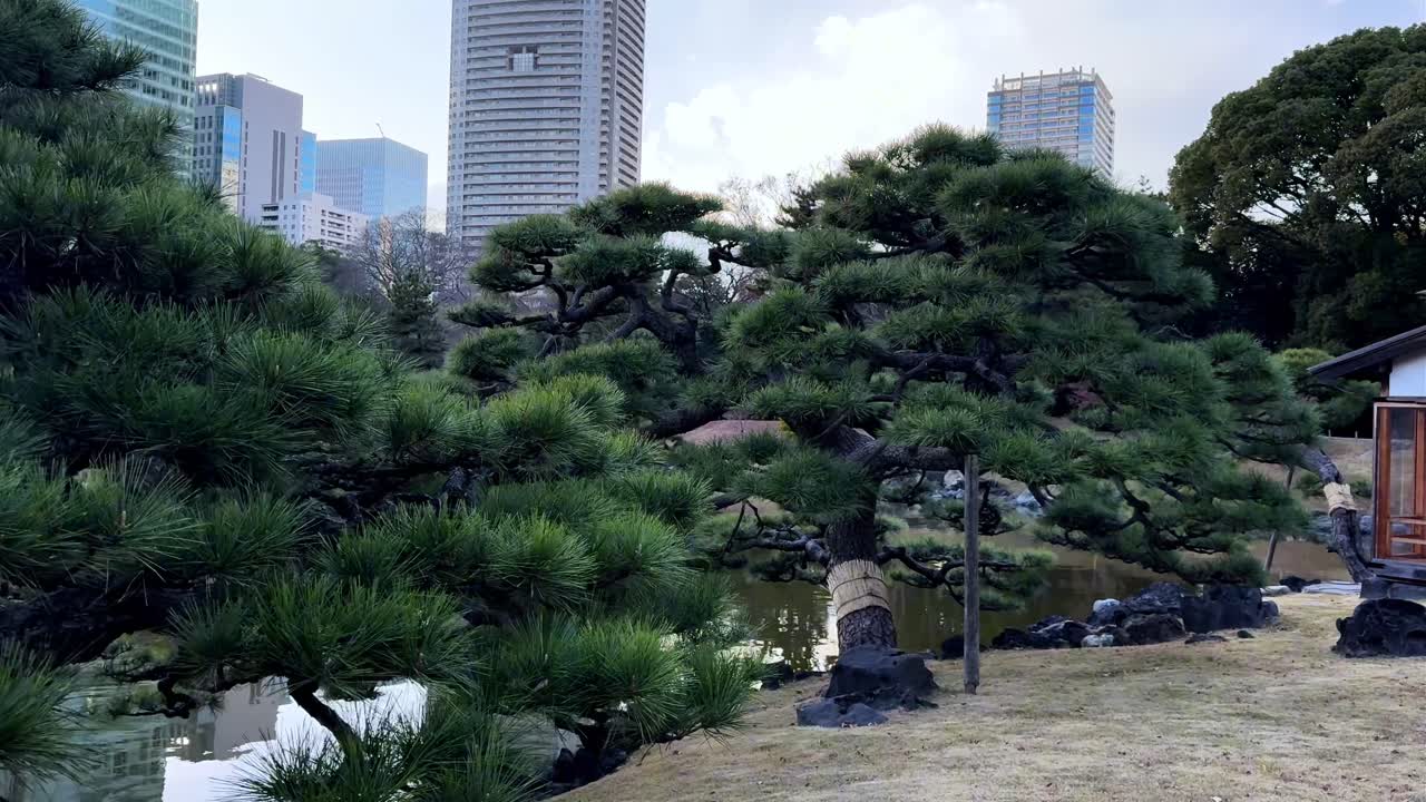 A serene pine tree in Hama Rikyu Gardens with a cityscape backdrop, calm and peaceful