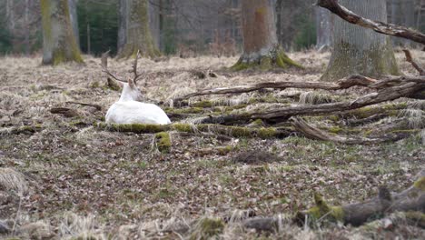 rare white deer in the nature reserve schönbuch near the city of stuttgart in southern germany