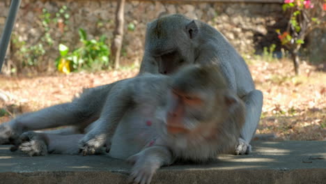 2 monkeys on the ground lying around and picking fleas and ticks off each other