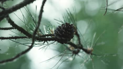 cone on the tree in the light wind 1