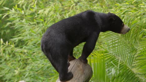 sun bear stands on log looking for food