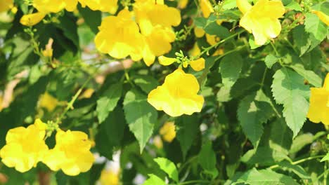 vibrant yellow flowers swaying gently