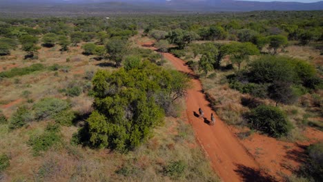 drone tracking two zebras walking peacefully through dirty sandy orange road in african wilderness