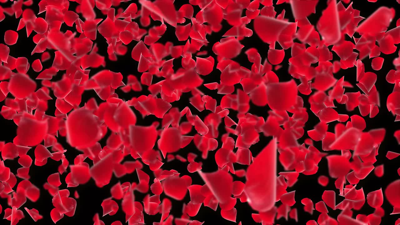 Sakura pink red petals falling down romantic flowers flying petals on white loop background love