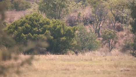 Cape-baboon-monkeys-walking-past-common-wildebeest-in-african-savannah