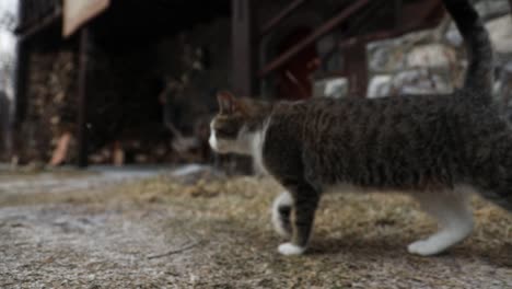 domestic cat walking slowly on frozen ground looking for food in front of old stone house, following shot