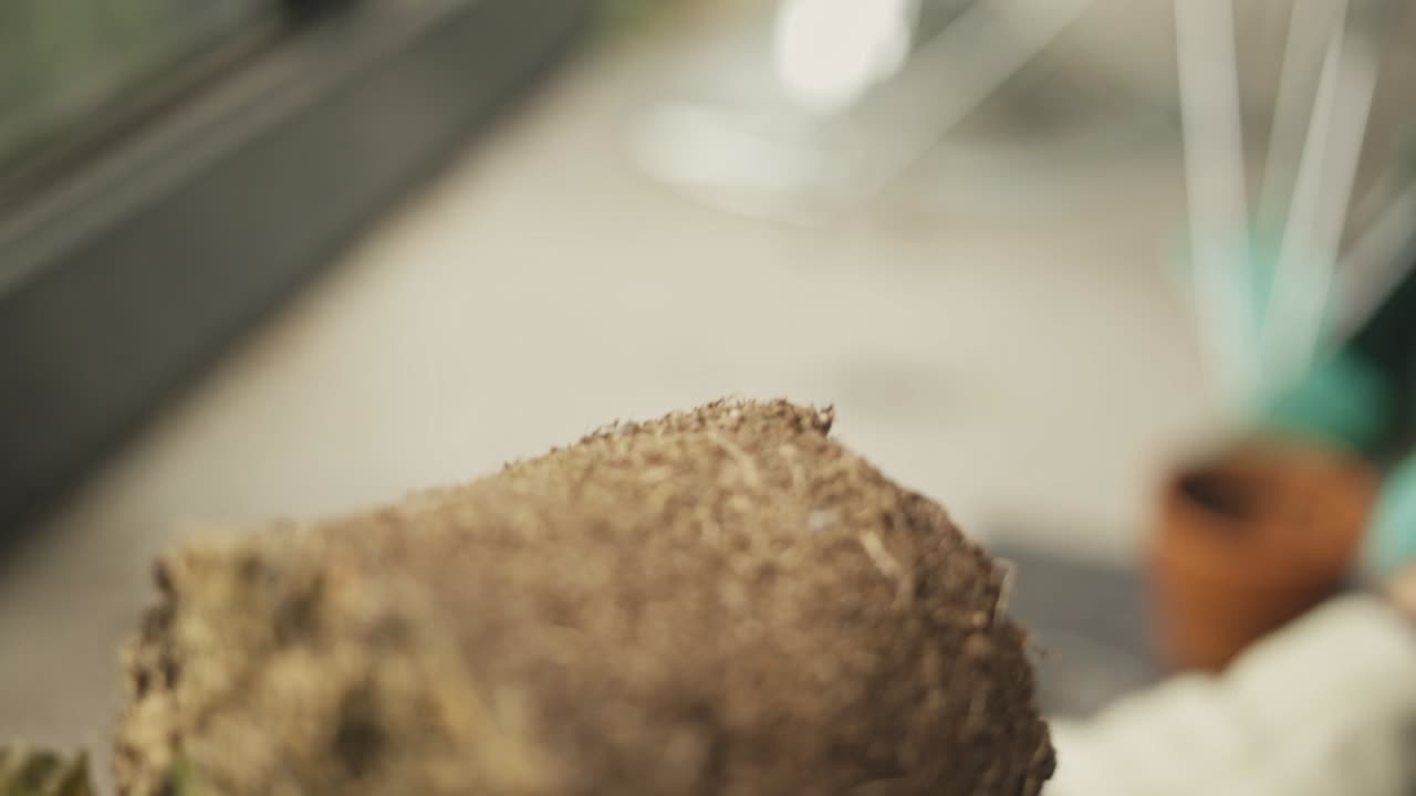 집 식물 을 이식 하는 일 에 종사 하는 장갑 을 입은 사람 들 의 가까운 손