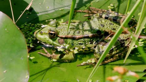 Nahaufnahme-Eines-Teichfrosches,-Der-Auf-Seerosen-In-Einem-Teich-Ruht