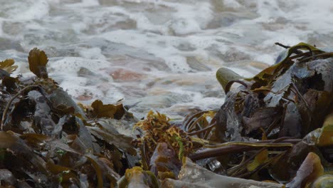 dense kelp drifts on a rocky shore as ocean waves surge and recede. overcast natural lighting, steady camera, close-up perspective, dynamic water movement