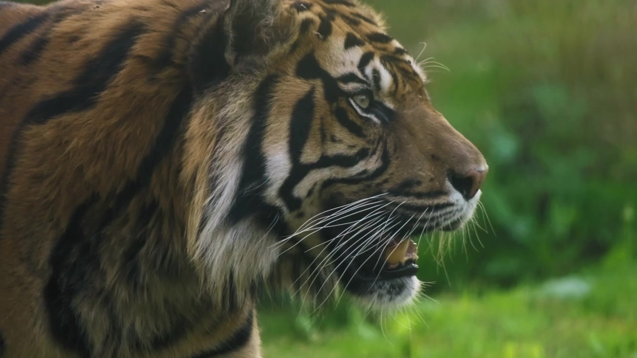 Tigre caminando inquieto en el zoológico