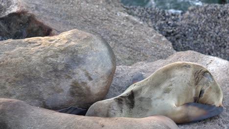 cachorro de león marino tratando de amamantar a su madre