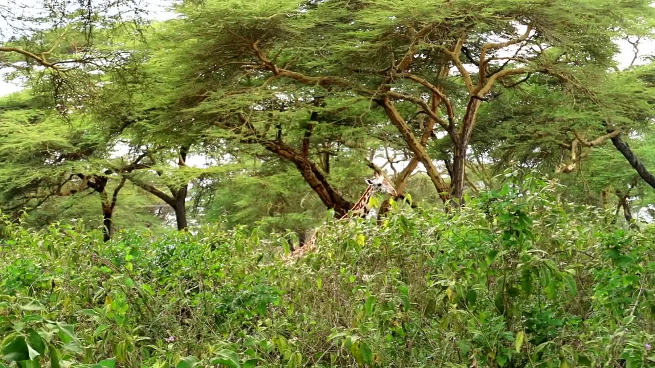 케냐의 빽빽한 덤불 뒤에 있는 기린 머리 꼭대기의 추적 샷