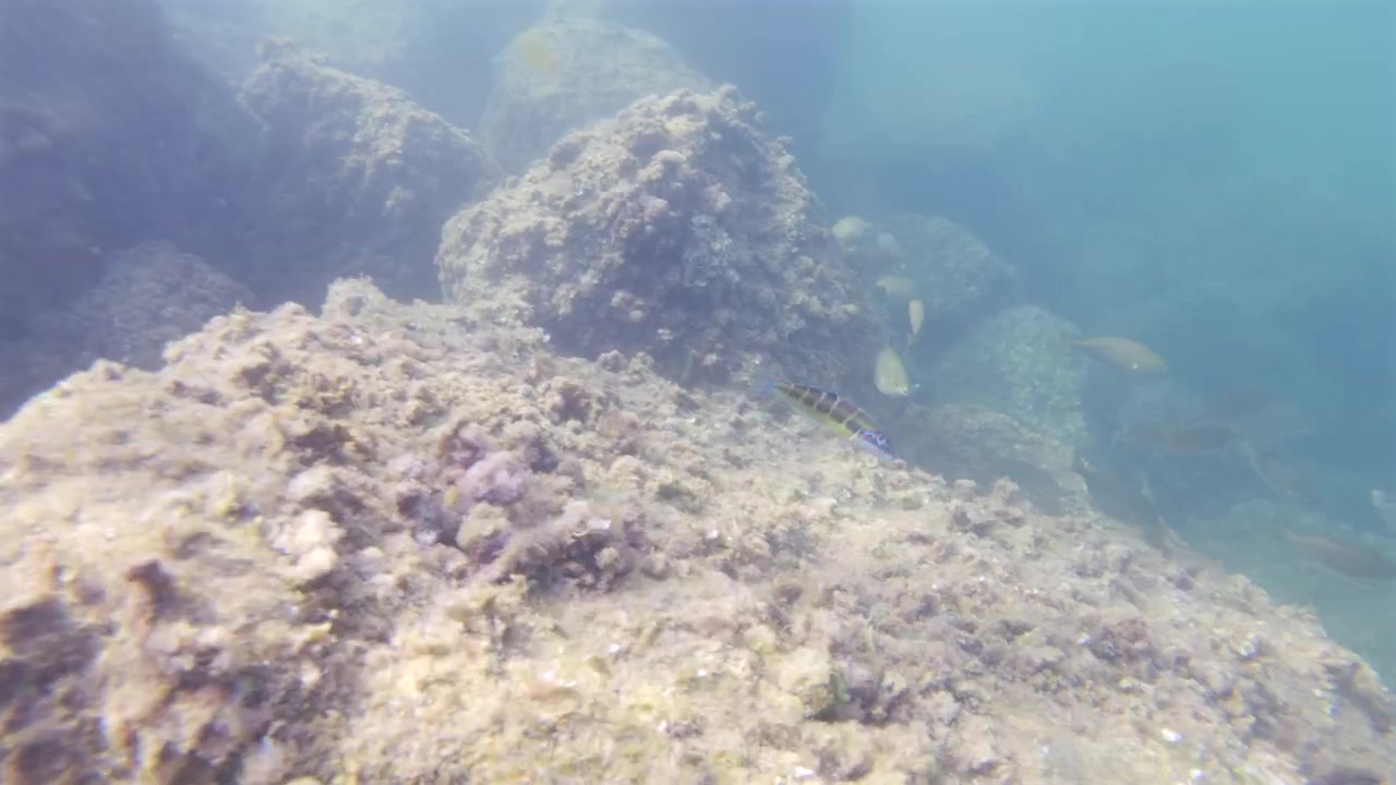 Koralbeklædte klipper og fisk skaber et levende undervandsrevhabitat, der viser biodiversitet i klart havvand.