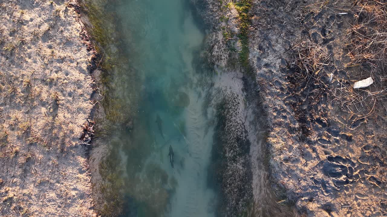 Drone shot of salmon swimming upstream through a narrow, shallow creek with exposed sediment