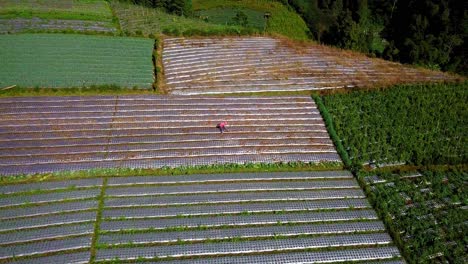 drone view of farmer working on the vegetable plantation