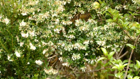 white bodied bird with grey feathers hoping behind white flowers in costa rica