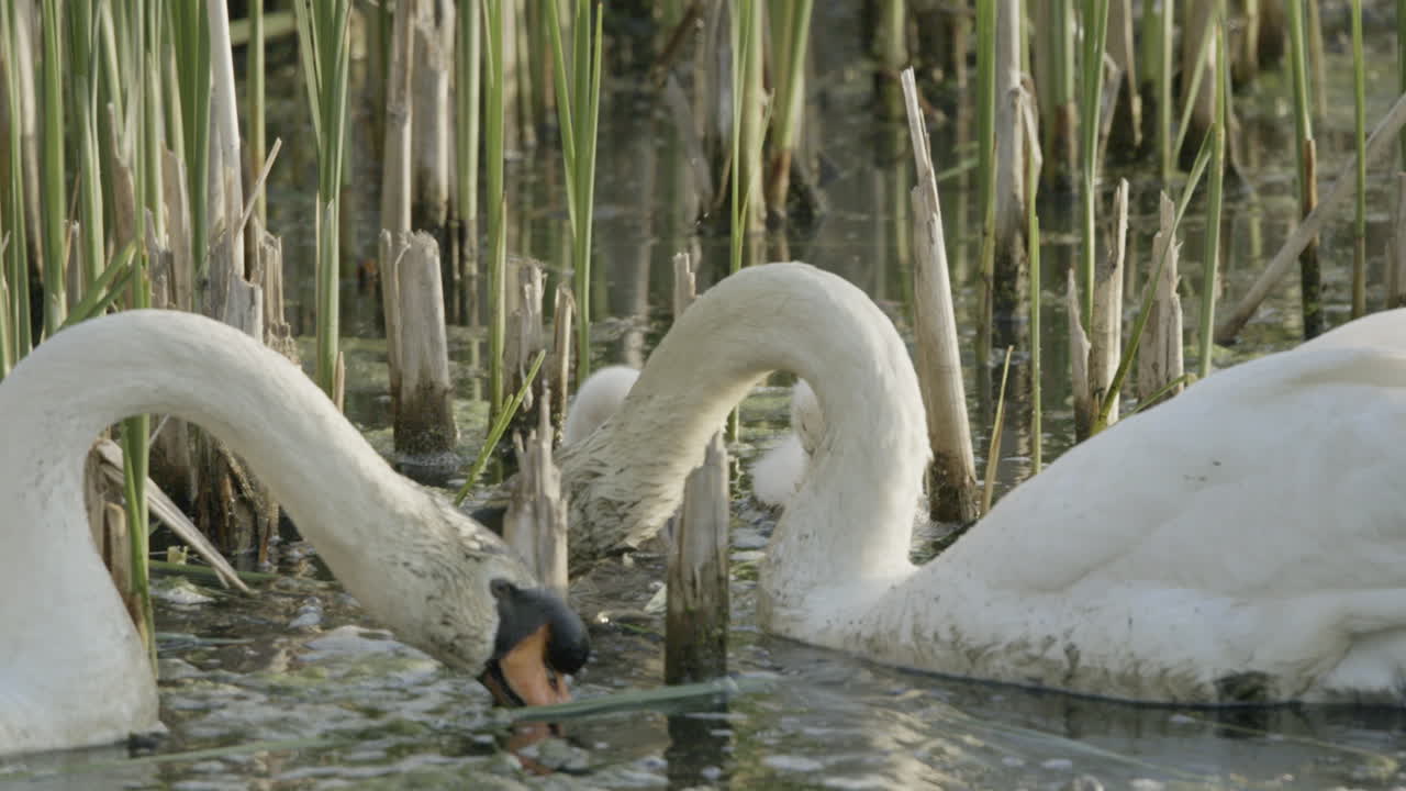 A pair of swans swims around the pond, accompanied by their baby cygnets.