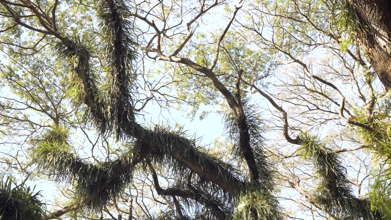 Detalles en ángulo bajo de imponentes árboles Trembesi en el paisaje del Bosque De Djawatan, Indonesia