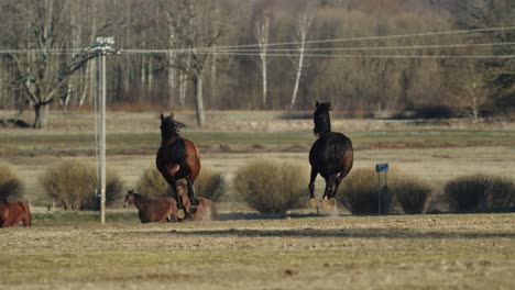 horses running and playing on spring pasture meadow