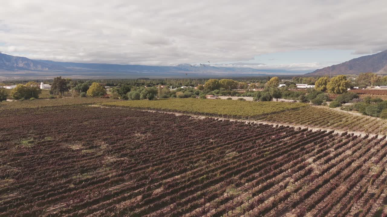 volando sobre hermosos viñedos en cafayate, salta, con pájaros pasando en primer plano