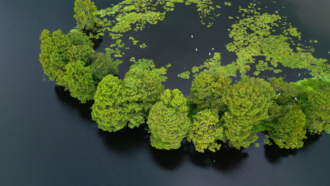 Aerial orbit over green treetops clustered in still water as birds soar in the air and land to perch in the trees