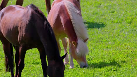 los caballos están consumiendo hierba en el prado - de cerca